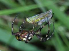 Argiope bruennichi